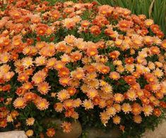 an arrangement of orange and yellow flowers in a garden