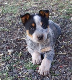 a small dog laying on top of a grass covered field next to rocks and dirt