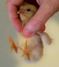 a person holding a small bird in their hand