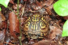 a close up of a turtle on the ground with leaves in the foreground and another turtle in the background