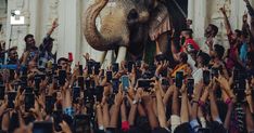 an elephant with its trunk raised in the air surrounded by people taking pictures and holding up their cell phones