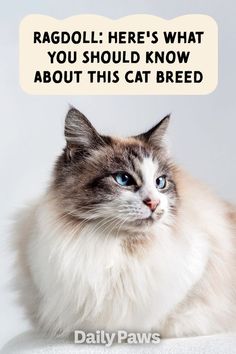 a cat with a thought bubble above it that says ragoll here's what you should know about this cat breed