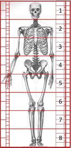 a diagram of the human skeleton with measurements for each section, including the bones and muscles