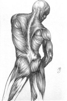 a drawing of the back of a man's head and shoulder, with muscles visible