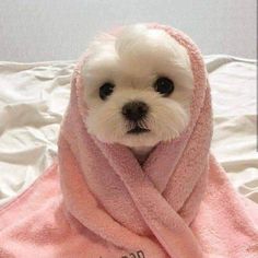 a small white dog wrapped in a pink towel