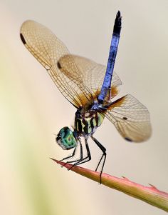 a close up of a dragonfly on a plant with it's wings folded