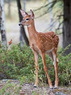 a small deer standing in the middle of a forest