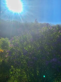 the sun shines brightly over some trees and bushes