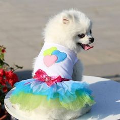 a small white dog wearing a dress on top of a table next to some flowers