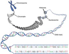 a diagram of the structure of a protein