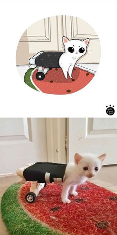 a white cat standing on top of a rug next to a black and white toy car