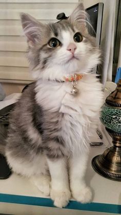 a grey and white cat sitting on top of a desk