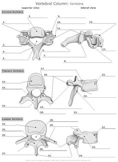 diagram of the vertebral column and its attachments, labeled in text