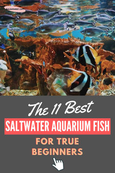 Here is a 11 Easy Saltwater Aquarium Fish for Beginners Fish For Beginners, Fishing For Beginners, Marine Fish, Underwater World