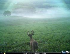 a deer standing in the middle of a lush green field with mist coming from behind it