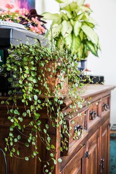 Creeping Wire Vine, Muehlenbeckia Axillaris, Wire Vine, Wire Plant, Plant Party, Plant Propagation, Balcony Plants, Inside Plants, Indoor Gardens