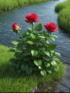 three red roses are growing in the grass next to a small stream that runs through it