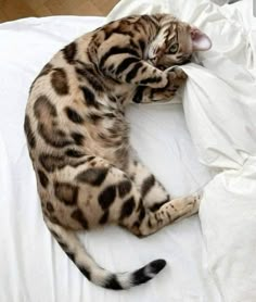 a cat laying on top of a white bed