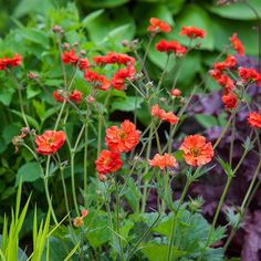 some red flowers are growing in the garden