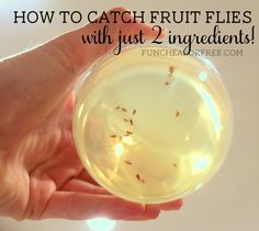 a hand holding a glass ball filled with fruit flies