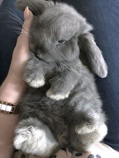 a person holding a gray rabbit in their lap and wearing a bracelet on it's wrist