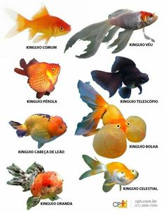 an image of different types of fish