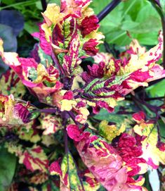 the colorful flowers are blooming on the plant in the garden and it is hard to tell what color they are