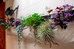 some plants are hanging on the side of a wall