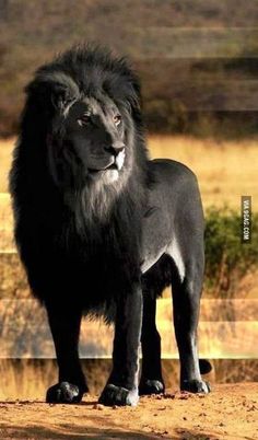 a large black lion standing on top of a dirt field next to a fence and grass covered hillside