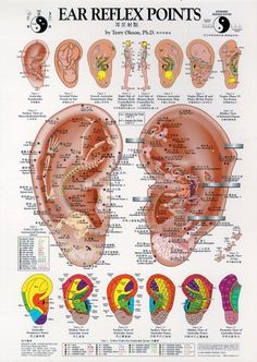 Terry Olsons' Auricular Therapy Chart Natural Remedies For Congestion, Ear Reflexology, Ear Acupuncture, Shiatsu Massage, Acupuncture Points, Acupressure Points