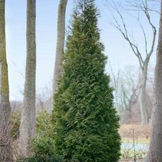 a tall evergreen tree sitting in the middle of a park next to some bushes and trees