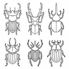 four different types of beetles in black and white, each with an insect's head