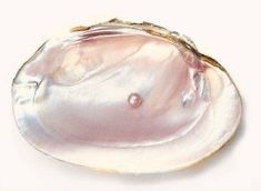 an oyster shell with a pearl in the center on a white background, close up