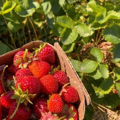 a cardboard box filled with lots of ripe strawberries in a field full of green leaves