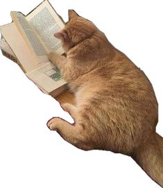 a cat is laying on its back and reading a book with it's eyes closed