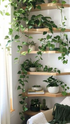 Picture Shelf Plants, Home Design Plants, Plant Shelves Apartment, Plant Shelf Bedroom, Indoor Plant Design, Plant Corner Bedroom, House Plants Living Room, House Plant Display Ideas, Indoor Plant Room