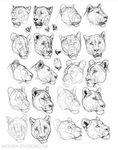 the head and shoulders of different types of animals, drawn in pencil on white paper