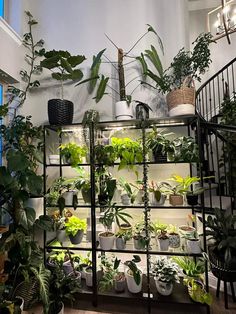 a room filled with lots of plants and potted plants on top of metal shelves