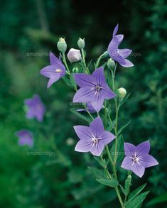 purple flowers with green leaves in the background