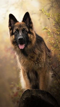 a dog standing on top of a log in the woods