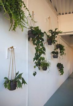 some plants are hanging on the wall and there is no image to describe in this article