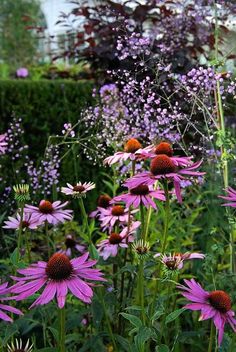 purple flowers are in the middle of a garden