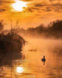 a duck floating on top of a body of water under a cloudy sky at sunset