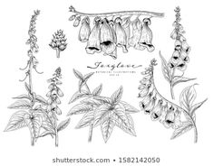 the flowers and leaves are drawn by hand on a white background, vintage engraving style