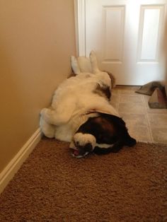 a dog rolling around on the floor in front of a door with it's paws up