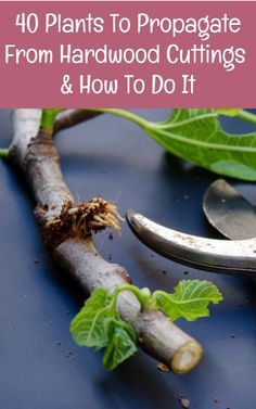 some plants and scissors on a table with the words 10 plants to propagate from hardwood cuttings & how to do it