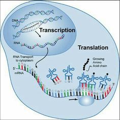 a diagram showing the structure of a transcription