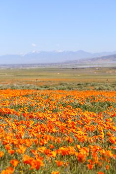 a field full of orange flowers with mountains in the background