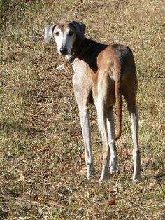 a brown dog standing on top of a dry grass field