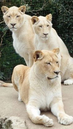 three white lions are sitting on the ground